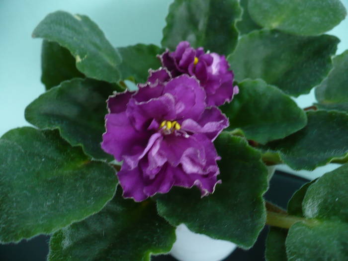 P1110392 - Saintpaulia - violete de camera