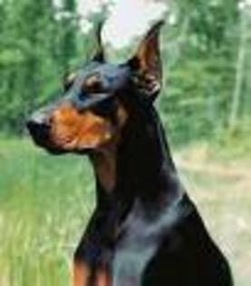 doberman pinscher - rase de caini