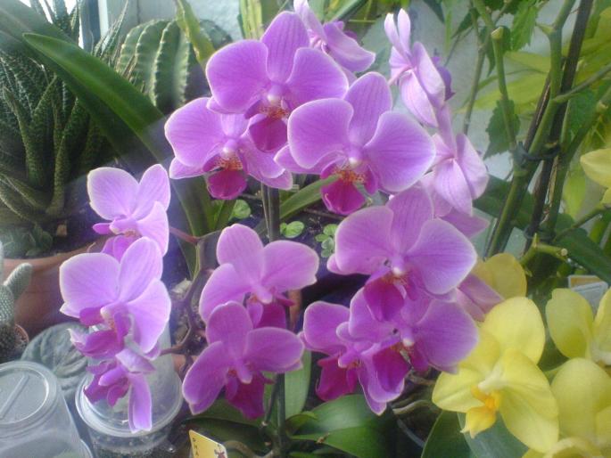 orhidee inflorita complet - orhidee