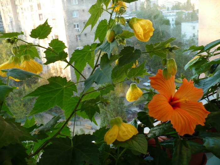 P1110141 - ABUTILONI