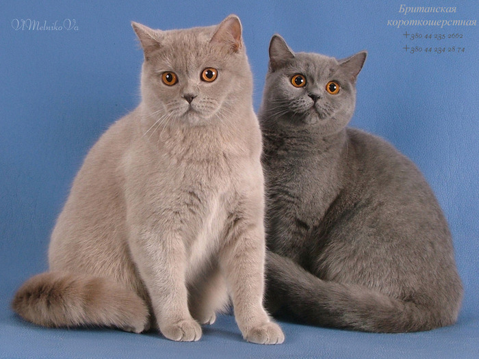 D_356 - Desktop Pisici