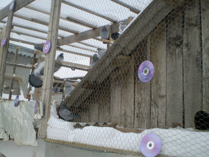 porumbei10 085 - porumbei la zbor din matca 2009