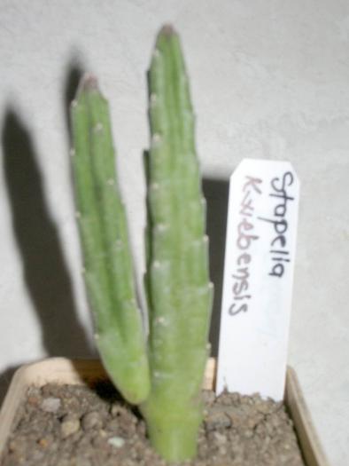 Re-exposure of Rotation of IMGP7397 - Asclepiadaceae