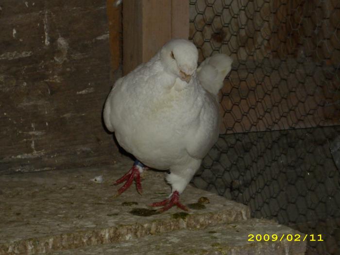 femela 2008 - nastase