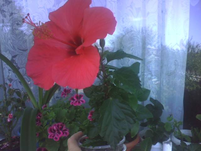 IMG_0679; Hibiscus ciclam
