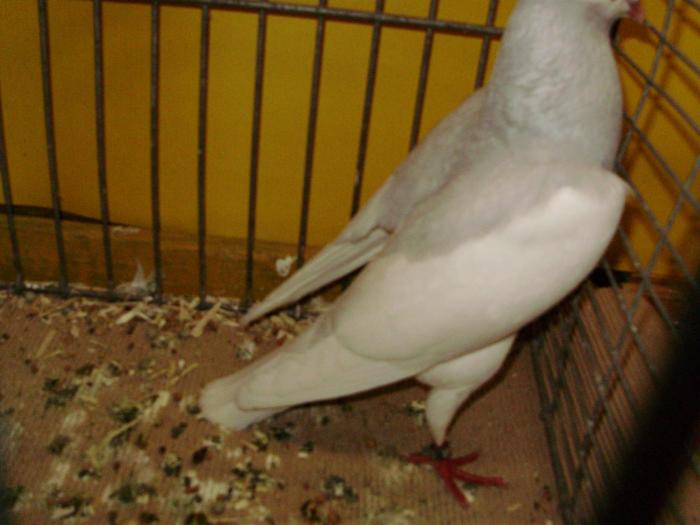 10411 bernhardiner schecken 1 10411 bernhardiner schecken 1