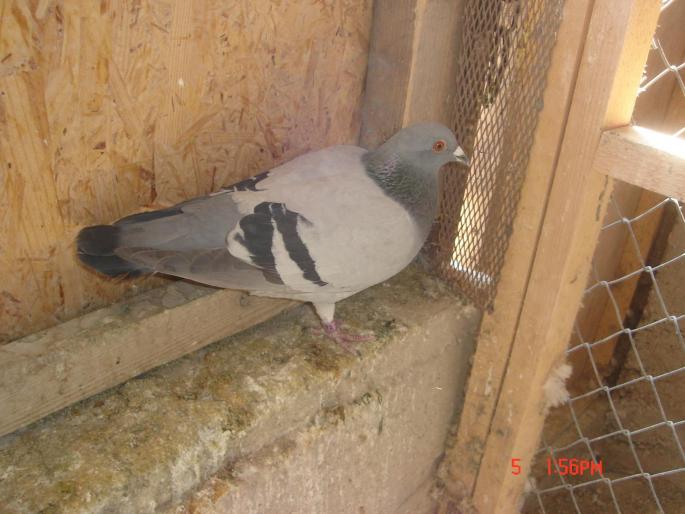 Picture 455 - porumbeii unui prieten