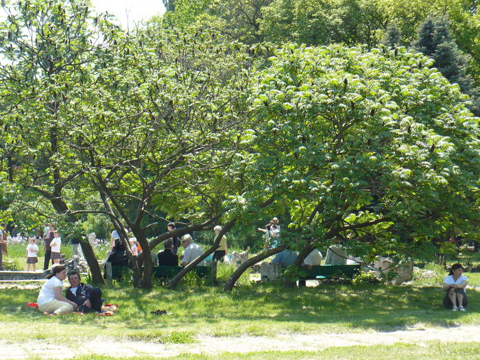 P1110940 - Herastrau 2009 mai 10