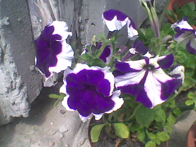 Imag035
