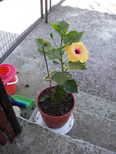 hibiscus - flori si plante ornamentale