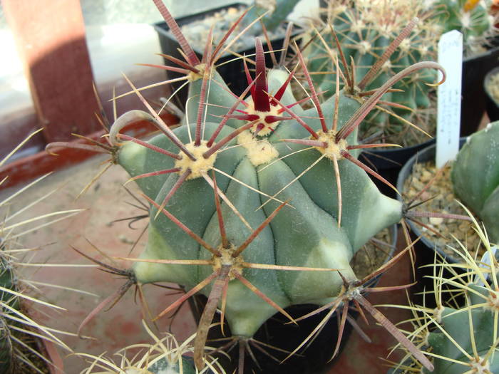 Ferocactus rectispinus