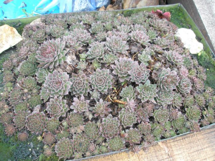 Sempervivum colonie - plante de exterior - iarna 2008 - 2009