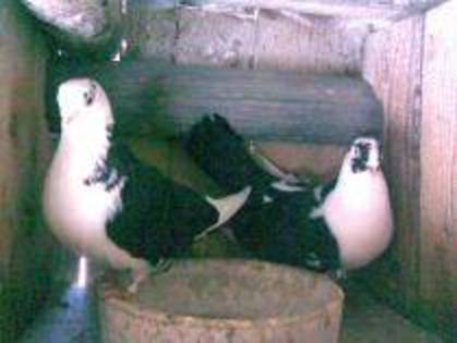 dati la Dan An Bucuresti - D- Porumbei JUCATORI DE GALATI VANDUTI Album 1