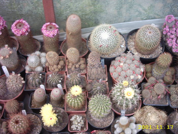 cactusi