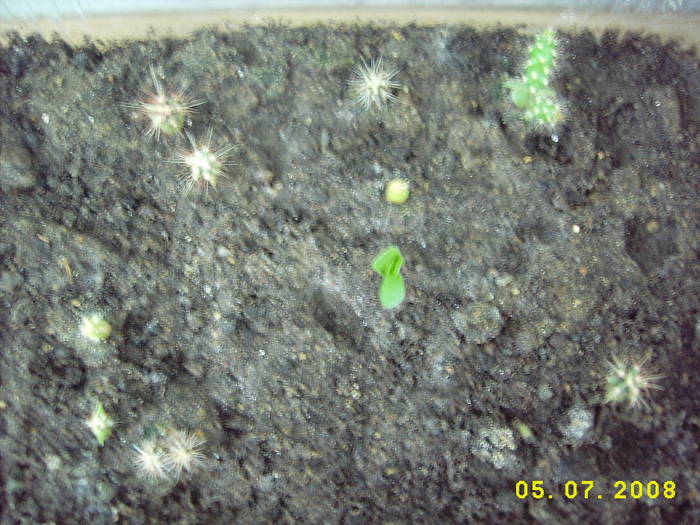 DSCI0326 - cactusi insamantari 2009