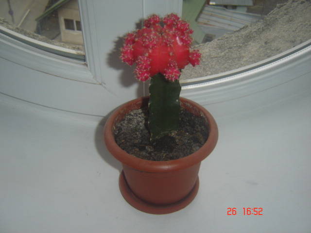DSC00117 - cactusi