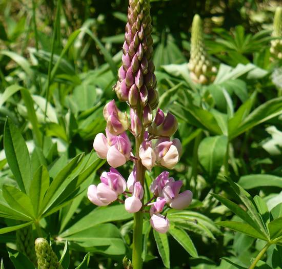 Lupinus