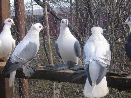 3 randunele,un jucaus si un cioc