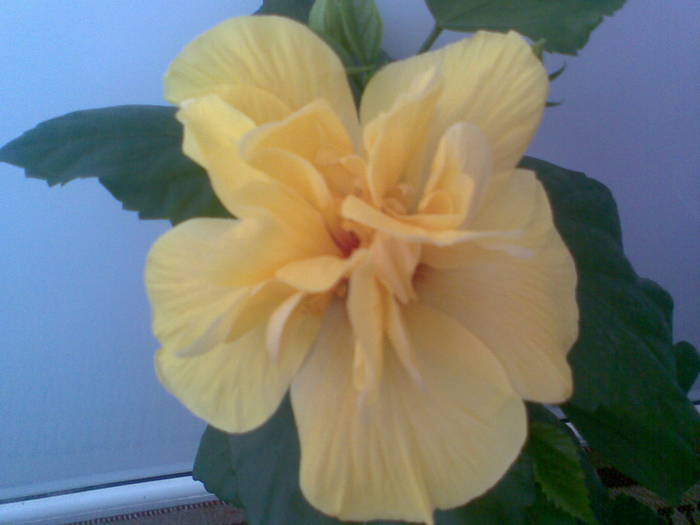 Imag610 - FLORI -2009