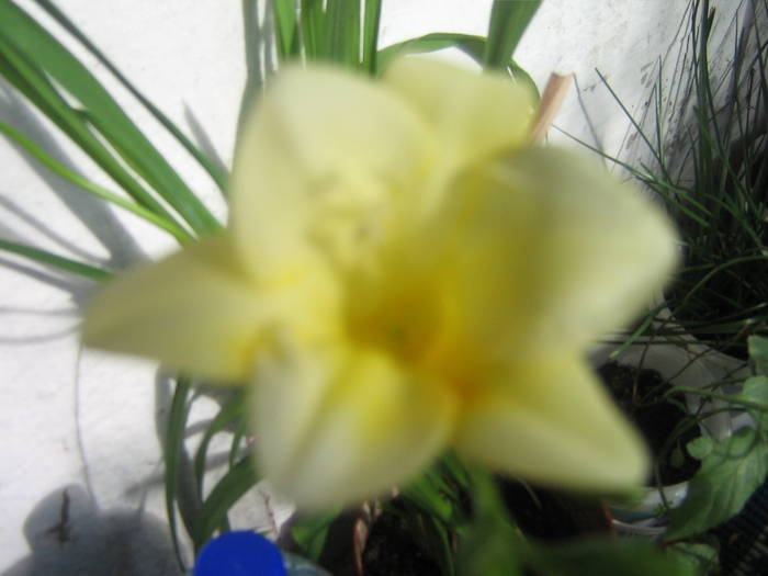 IMG_2228; fresia inflorita
