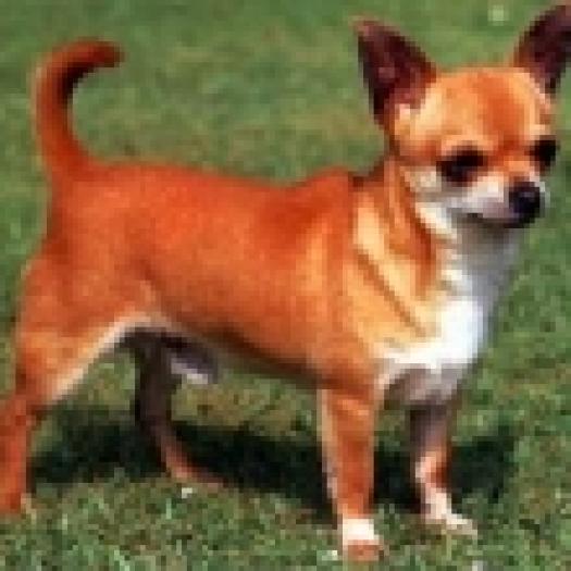 2005621164150chihuahua