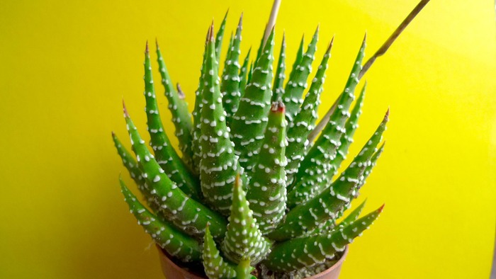 Haworthia pumila