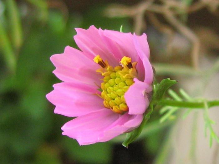 little bee flower - Beautiful flowers