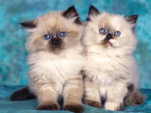 Cats Wallpapers Poze Pisici Pisicute Himalayan Kittens - pisici