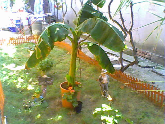 banan - florile mele