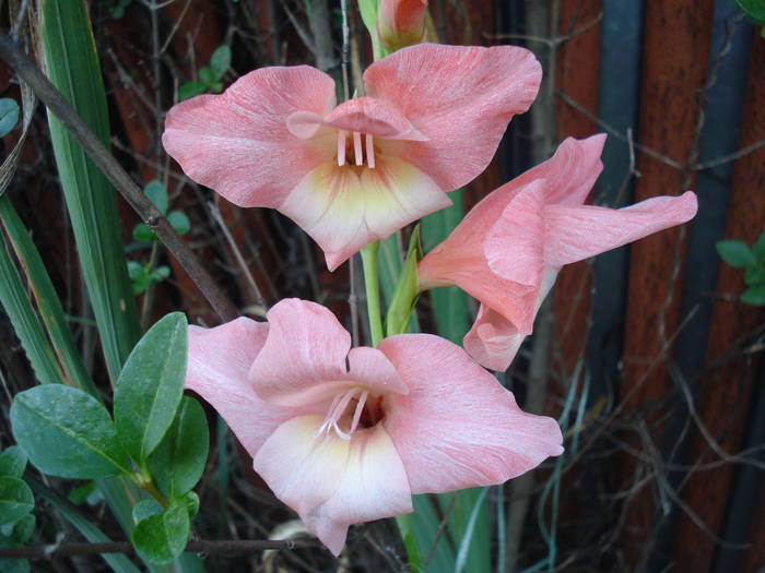 Pink Gladiolus (2009, August 11)