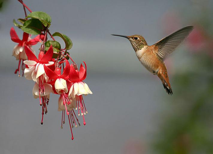 pasarea colibri - camelutza 3000