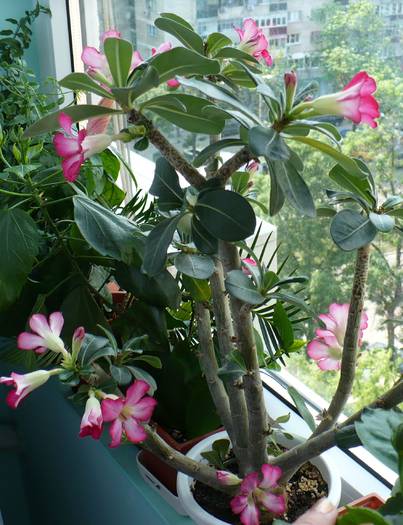 P1120579 - ADENIUM OBESUM