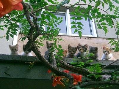 poze-pisicute-copaci[1] - cui i plac pisicutile