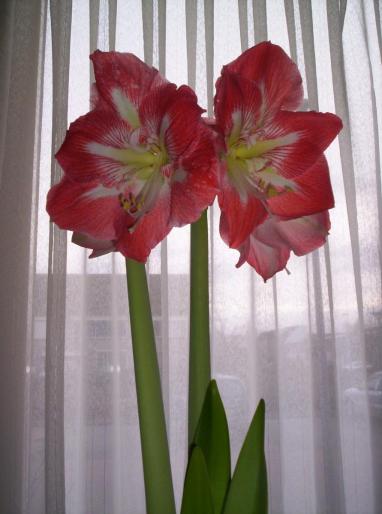 Amaryllis bakker 6 dec.2007 (3 - hippeastrum - amaryllis