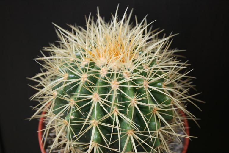 echinocactus grusonii; fam. cactaceae
