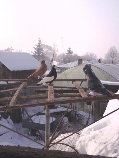 pe parapet1 - alti porumbei ai mei