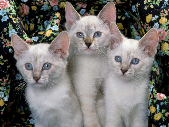 Siamese Kittens - Desktop Pisici