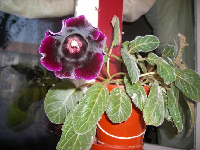 Gloxinie renascuta - Flori 2008