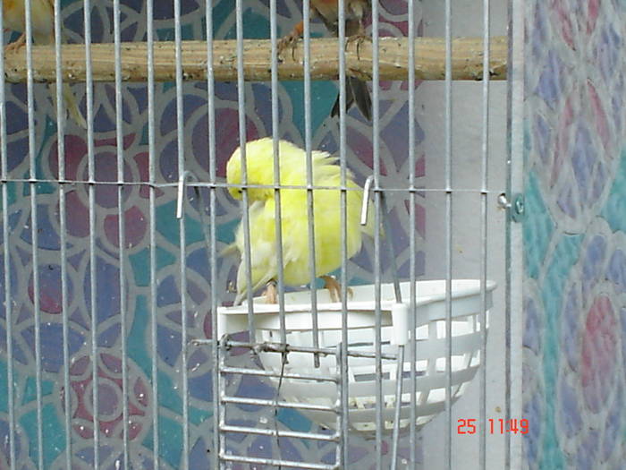 DSC03443 - PASARI CARE NU LE MAI AM - CANARI