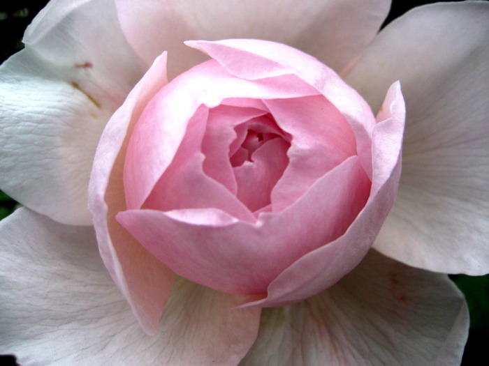 6 - Trandafiri roz