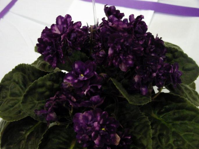 Optical_Illusion_2005avsa - violete de pe net 1