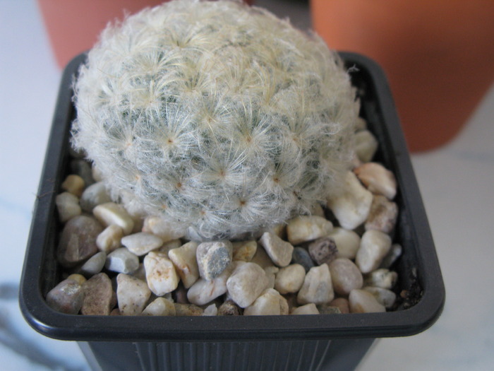 Mammillaria plumosa