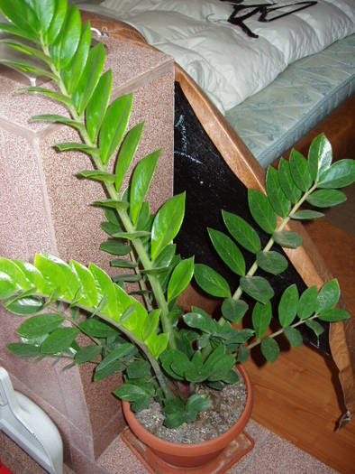 zamioculcas - 0018 FLORI APT 2009