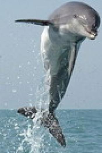 dolphin2 - Delfini
