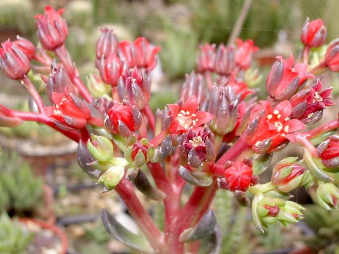 Re-exposure of IMGP6448