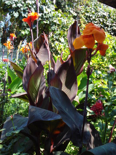 CANNA - LA MAMA-LA MOSIE 2009