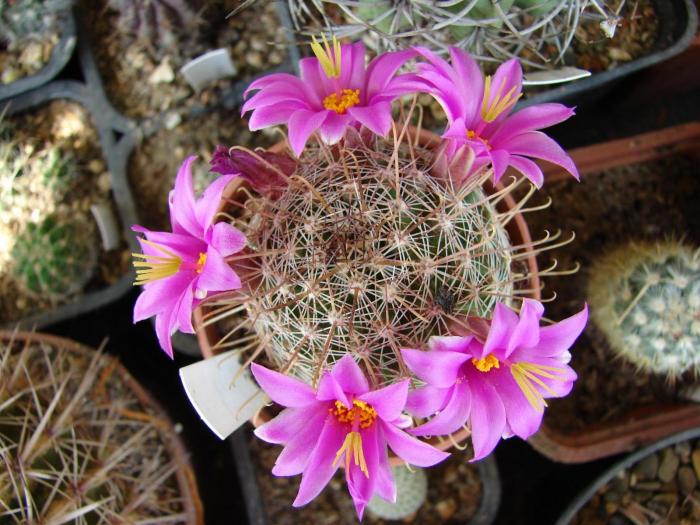 Mammillaria oliviae