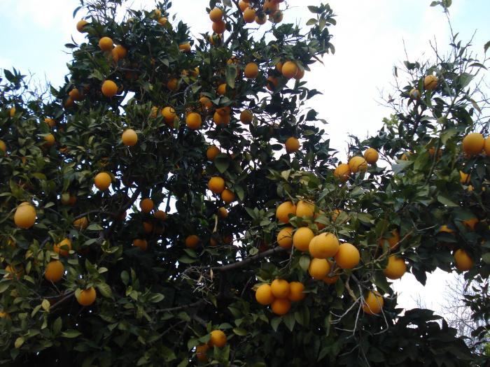 Picture 807 - 2009 REVELION CIPRU