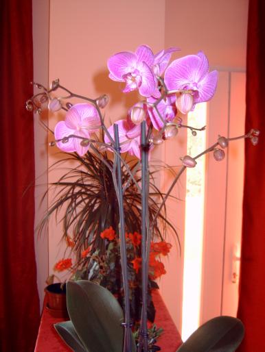 orhideea - Plantele mele de interior