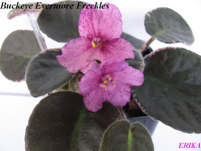 Buckeye Evermore Freckles 2009 jun 6